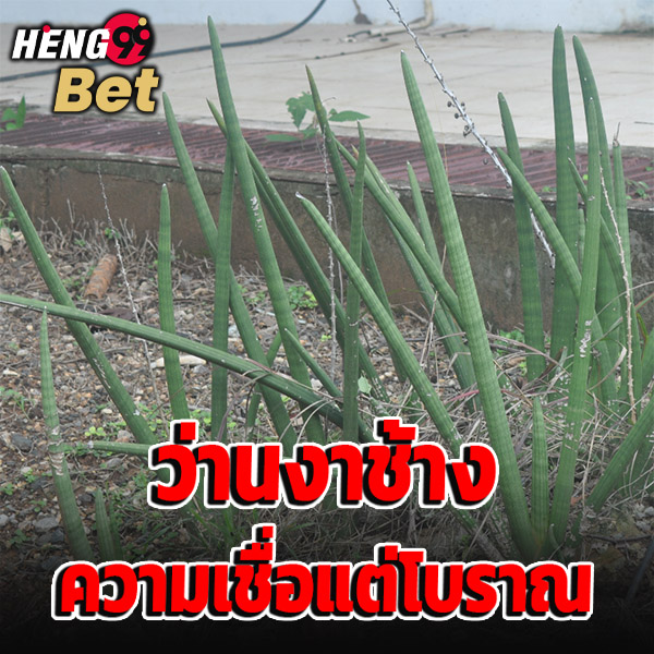 รูปภาพว่านงาช้าง ของ heng99