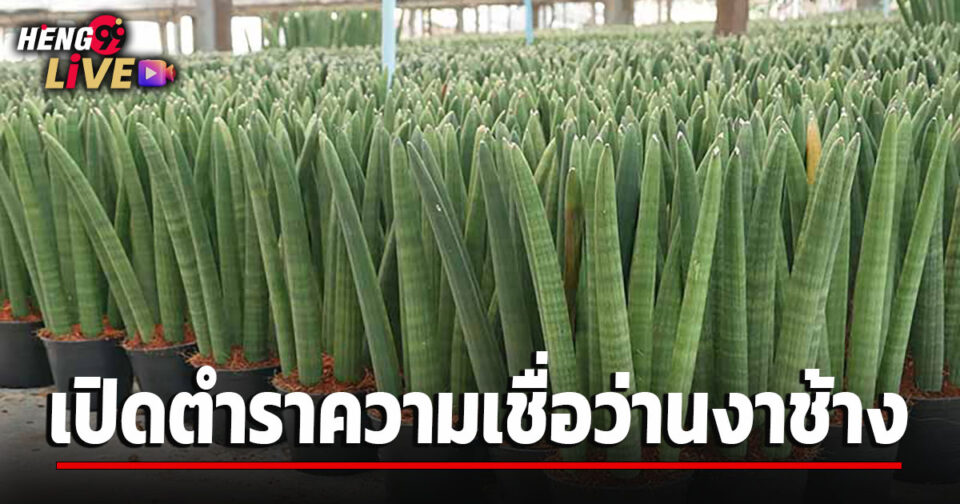 ว่านงาช้างความเชื่อ-''Ivory plant, belief''